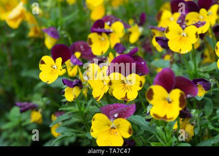 Garten Stiefmütterchen, Viola tricolor Blumen Makro Stockfoto