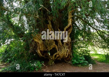 Bettws Newydd Eibe narbig und twisted Eibe über 1000 Jahre alte Eibe Monmouthshire Wales Cymru GROSSBRITANNIEN Stockfoto