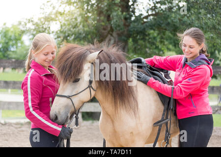 Islandpferd. Juvenile dun Pferd ausgebildet einen Sattel zu akzeptieren. Österreich Stockfoto