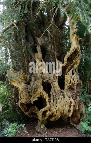 Bettws Newydd Eibe narbig und twisted Eibe über 1000 Jahre alte Eibe Monmouthshire Wales Cymru GROSSBRITANNIEN Stockfoto