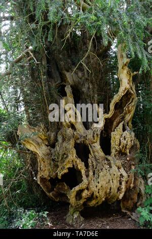 Bettws Newydd Eibe narbig und twisted Eibe über 1000 Jahre alte Eibe Monmouthshire Wales Cymru GROSSBRITANNIEN Stockfoto