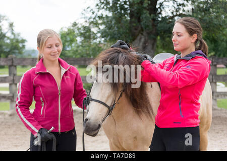 Islandpferd. Juvenile dun Pferd ausgebildet einen Zaum zu akzeptieren. Österreich Stockfoto