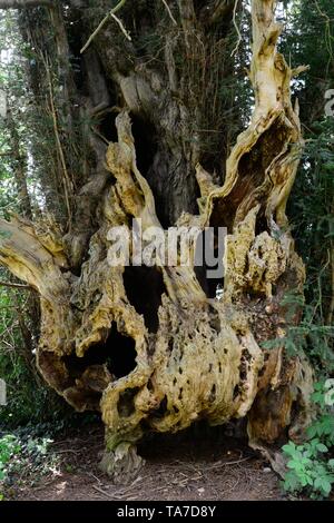 Bettws Newydd Eibe narbig und twisted Eibe über 1000 Jahre alte Eibe Monmouthshire Wales Cymru GROSSBRITANNIEN Stockfoto