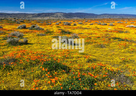 Die Hügel und Ebenen in Wildblumen der2019 super Blüte im Antelope Valley, in der Nähe von Lancaster, Kalifornien, USA. Stockfoto