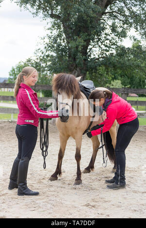 Islandpferd. Juvenile dun Pferd ausgebildet einen Sattel zu akzeptieren. Österreich Stockfoto