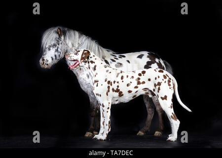 Miniatur Appaloosa und Dalmatiner Hund. Nach Pferd und nach dogstanding, gesehen - auf. Studio Bild vor einem schwarzen Hintergrund. Deutschland Stockfoto