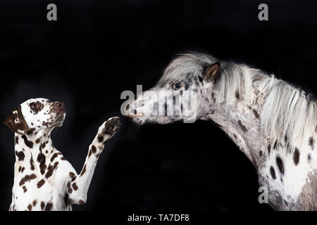 Miniatur Appaloosa und Dalmatiner Hund. Nach Pferd und erwachsener Hund Anheben der vorderen Bein. Studio Bild vor einem schwarzen Hintergrund. Deutschland Stockfoto