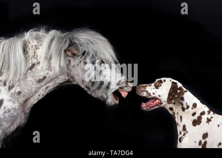 Miniatur Appaloosa und Dalmatiner Hund. Nach Pferd und erwachsener Hund Nase an Nase. Studio Bild vor einem schwarzen Hintergrund. Deutschland Stockfoto