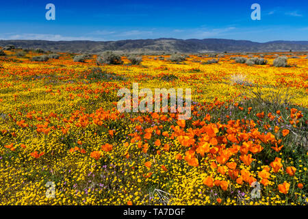 Die Hügel und Ebenen in Wildblumen der2019 super Blüte im Antelope Valley, in der Nähe von Lancaster, Kalifornien, USA. Stockfoto