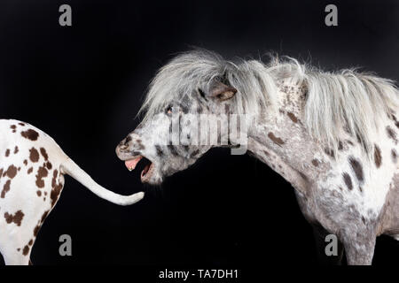 Miniatur Appaloosa und Dalmatiner Hund. Ein Pferd packt den Schwanz eines Hundes. Studio Bild vor einem schwarzen Hintergrund. Deutschland Stockfoto