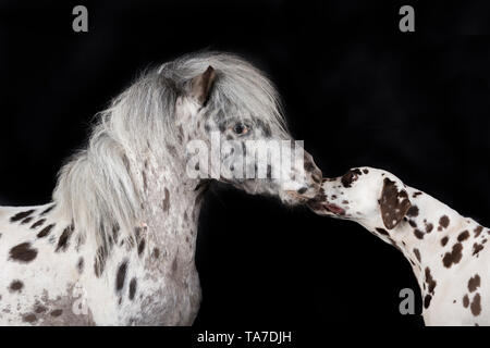 Miniatur Appaloosa und Dalmatiner Hund. Nach Pferd und erwachsener Hund Nase an Nase. Studio Bild vor einem schwarzen Hintergrund. Deutschland Stockfoto