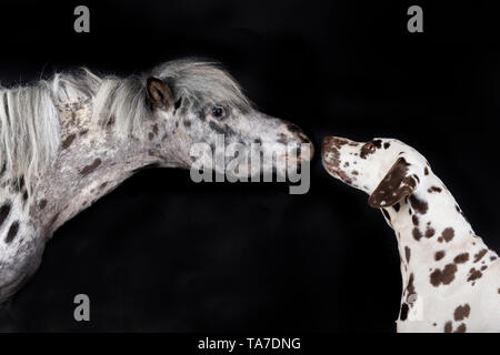 Miniatur Appaloosa und Dalmatiner Hund. Nach Pferd und erwachsener Hund Nase an Nase. Studio Bild vor einem schwarzen Hintergrund. Deutschland Stockfoto