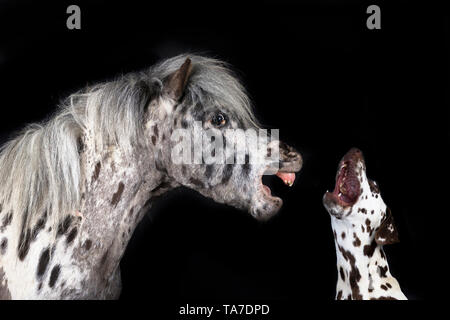 Miniatur Appaloosa und Dalmatiner Hund. Nach Pferd wiehern und erwachsener Hund zu heulen. Studio Bild vor einem schwarzen Hintergrund. Deutschland Stockfoto