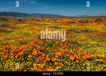 Die Hügel und Ebenen in Wildblumen der2019 super Blüte im Antelope Valley, in der Nähe von Lancaster, Kalifornien, USA. Stockfoto