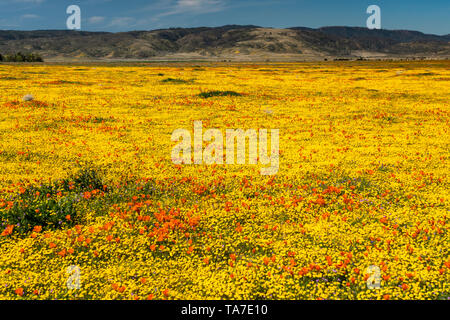 Die Hügel und Ebenen in Wildblumen der2019 super Blüte im Antelope Valley, in der Nähe von Lancaster, Kalifornien, USA. Stockfoto