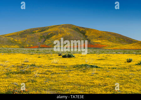 Die Hügel und Ebenen in Wildblumen der2019 super Blüte im Antelope Valley, in der Nähe von Lancaster, Kalifornien, USA. Stockfoto