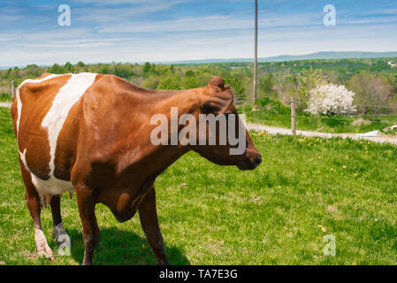 Ein jersey Milchkuh steht in einem Feld auf einer Farm in Pennsylvania. Stockfoto