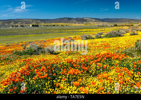 Die Hügel und Ebenen in Wildblumen der2019 super Blüte im Antelope Valley, in der Nähe von Lancaster, Kalifornien, USA. Stockfoto