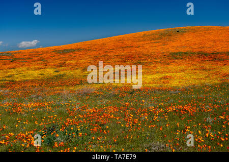 Die Hügel und Ebenen in Wildblumen der2019 super Blüte im Antelope Valley, in der Nähe von Lancaster, Kalifornien, USA. Stockfoto