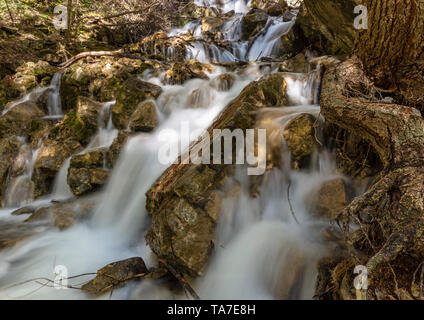 Eine kleine Wasserfälle auf Dead Horse Creek aus der hängenden Lake Trail in der Nähe von Glenwood Springs, Colorado. Stockfoto