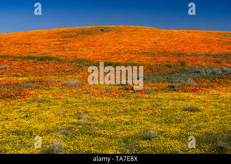 Die Hügel und Ebenen in Wildblumen der2019 super Blüte im Antelope Valley, in der Nähe von Lancaster, Kalifornien, USA. Stockfoto