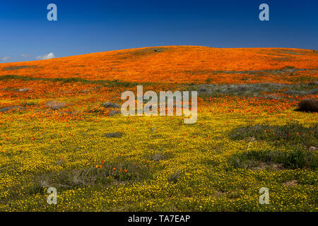 Die Hügel und Ebenen in Wildblumen der2019 super Blüte im Antelope Valley, in der Nähe von Lancaster, Kalifornien, USA. Stockfoto