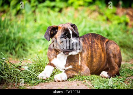 Deutscher Boxer. Welpen liegen in einem Garten. Deutschland Stockfoto