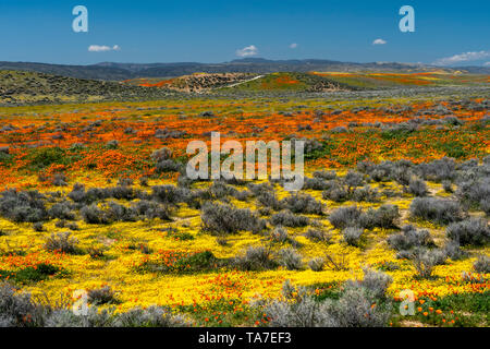 Die Hügel und Ebenen in Wildblumen der2019 super Blüte im Antelope Valley, in der Nähe von Lancaster, Kalifornien, USA. Stockfoto