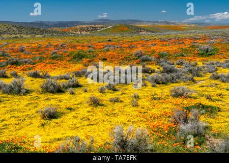 Die Hügel und Ebenen in Wildblumen der2019 super Blüte im Antelope Valley, in der Nähe von Lancaster, Kalifornien, USA. Stockfoto