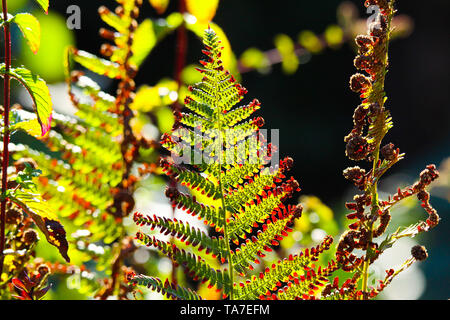 Blass grün und braun, Bracken fern (Adlerfarn Pteridium aquilinum) schimmernde glühende im Herbst Sonne - Viersen, Deutschland Stockfoto