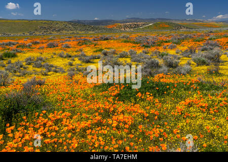 Die Hügel und Ebenen in Wildblumen der2019 super Blüte im Antelope Valley, in der Nähe von Lancaster, Kalifornien, USA. Stockfoto