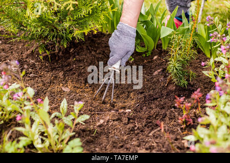 Anzeigen von Hand hacken Unkraut ist eine Frau im Garten an einem heissen Sommertag, jäten Gras, Garten- und Reinigungsarbeiten im Garten im Frühling Boden Stockfoto