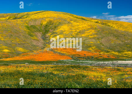 Die Hügel und Ebenen in Wildblumen der2019 super Blüte im Antelope Valley, in der Nähe von Lancaster, Kalifornien, USA. Stockfoto