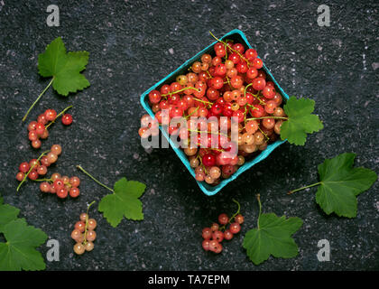 Blick von oben auf die rosa und weiße Johannisbeeren in einem Karton auf einem dunklen Hintergrund im Landhausstil. Ernte der Sommer Beeren. Vegane Lebensweise, gesunde Ernährung Konzept Stockfoto