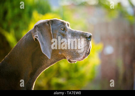 Dogge. Portrait von alten Hund. Deutschland Stockfoto