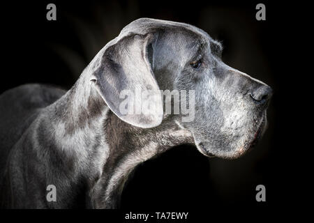 Dogge. Porträt eines alten Hundes, vor einem schwarzen Hintergrund gesehen. Deutschland Stockfoto