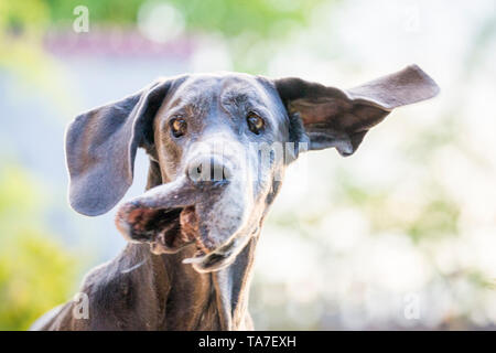 Dogge. Portrait von alten Hund, sich schütteln. Deutschland Stockfoto