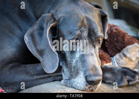 Dogge. Portrait von alten Hund, liegend. Deutschland Stockfoto