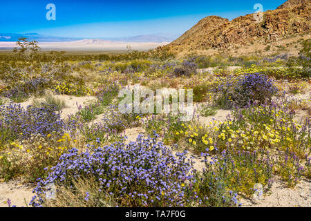 Wüste Wildblumen blühen entlang der Route 66 in der Mojave-Wüste, Kalifornien, USA. Stockfoto