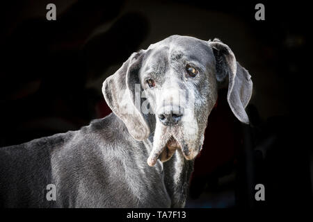 Dogge. Porträt eines alten Hundes, vor einem schwarzen Hintergrund gesehen. Deutschland Stockfoto