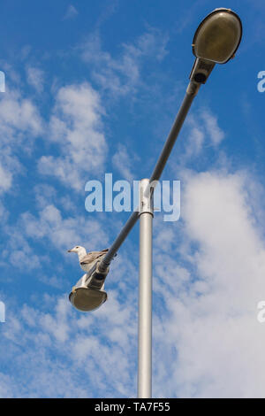 Möwe liegt hoch auf einem Street Lamp Post gegen einen blauen wolkenlosen Himmel. In der Nähe eines einsamen Weißen Seevogel mit schwarzen Flügelspitzen sitzen auf einer Laterne. Plac Stockfoto