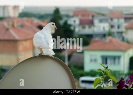 Weiße Taube sitzt hoch auf dem Balkon und Blick auf die Dächer von niedrigen Gebäuden. Close up Portrait eines einsamen wunderschönen großen Taube sitzend auf obere ci Stockfoto
