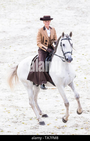 Reine Spanische Pferd, PRE, Cartusian Andalusischen Pferdes. Reiter in traditioneller Kleidung auf einem grauen Hengst Durchführen einer Pirouette. Deutschland Stockfoto