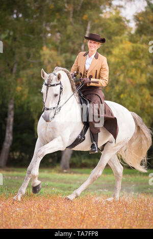 Reine Spanische Pferd, PRE, Cartusian Andalusischen Pferdes. Reiter in traditioneller Kleidung auf einem grauen Hengst in einen Galopp. Deutschland Stockfoto