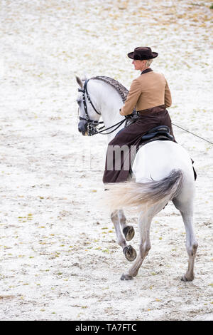 Reine Spanische Pferd, PRE, Cartusian Andalusischen Pferdes. Reiter in traditioneller Kleidung auf einem grauen Hengst Durchführen einer Pirouette. Deutschland Stockfoto