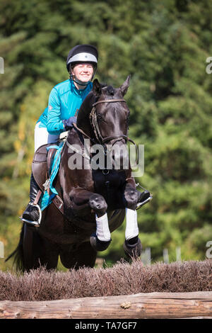 Hannoveraner Pferd. Reiter auf schwarzen Wallach Clearing ein Hindernis bei einer Cross-country-reiten. Deutschland Stockfoto