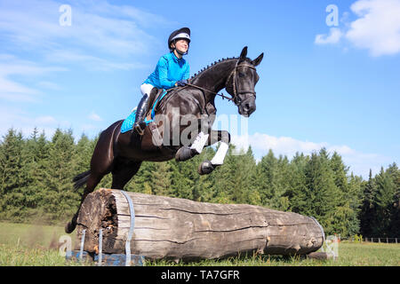 Hannoveraner Pferd. Reiter auf schwarzen Wallach Clearing ein Hindernis bei einer Cross-country-reiten. Deutschland Stockfoto