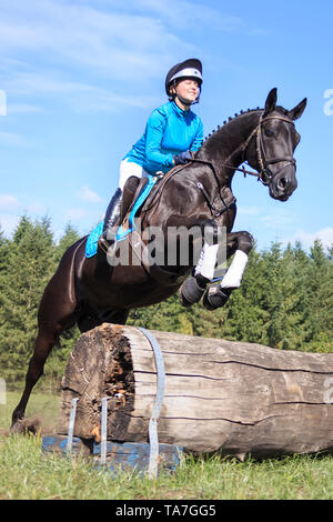 Hannoveraner Pferd. Reiter auf schwarzen Wallach Clearing ein Hindernis bei einer Cross-country-reiten. Deutschland Stockfoto