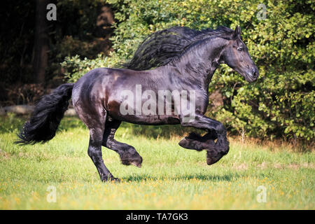 Friesische Pferd. Schwarzer Hengst im Galopp auf der Weide. Deutschland Stockfoto