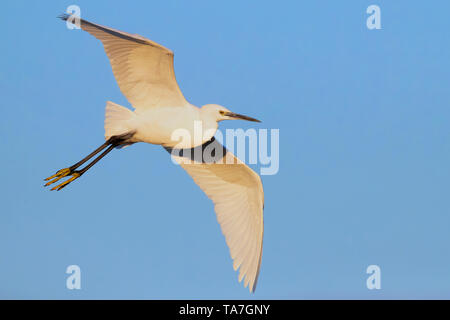 Seidenreiher (Egretta garzetta), Erwachsene im Flug von unten gesehen Stockfoto